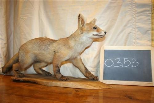 0353 - trofeo, volpino impagliato.jpg